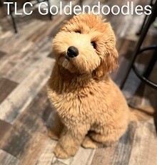 Logo for TLC Goldendoodles