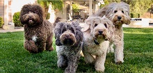 Logo for Poco Creek Labradoodles 