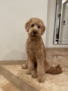 Logo for Christy's Goldendoodles
