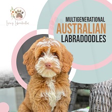 Logo for Loving Labradoodles