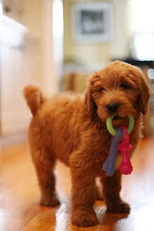 Logo for AKAs Doodles and Poodles
