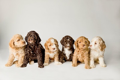 Logo for Heartrock Labradoodles