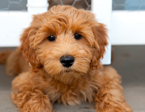 Logo for Waltzing Matilda's Labradoodles