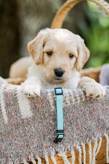 Logo for Smart Doodle Puppies
