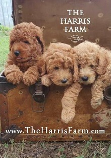 Logo for Harris Farm Inc.