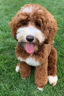 Logo for The Labradoodle Corral